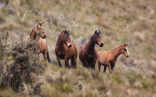 Картинка лошади, природа, пейзаж, животные, горы, молодой, группа