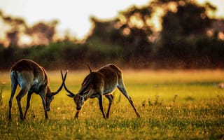 Картинка антилопы, природа, пейзаж, свет, два животных, трава, закат