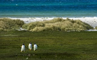 Картинка пингвины, природа, океан, пейзаж, трава, животные, море