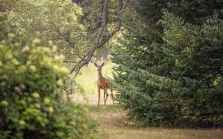 Картинка олень, природа, лес, животные, пейзаж, зелень, фотография