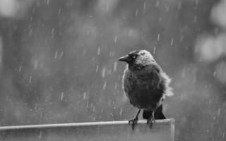 Картинка птица, дождь, черно-белый, природа, животные, пейзаж, мокрый