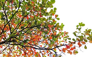 Картинка дерево, листья, осень, природа, зелень, красота, фотография