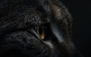 Картинка кот, глаз, профиль, животное, питомец, черный, мягкий, шерсть, фото, природа