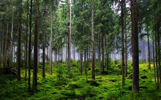 Картинка лес, деревья, природа, зеленый, пейзаж, мох, тишина, освещение