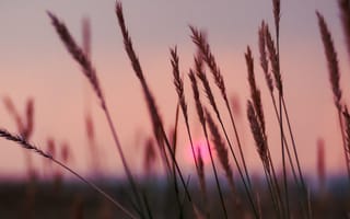 Картинка закат, трава, природа, пейзаж, небо, осень, красота