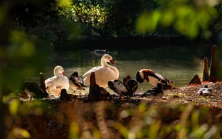 Картинка утки, птицы, природа, водоем, пейзаж, отдых, осень