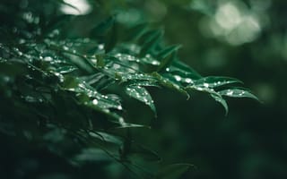 Картинка листья, капли, природа, зелень, вода, фото, обои