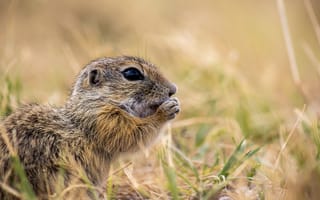Картинка сурок, природа, животные, трава, дикие животные, фото, пейзаж