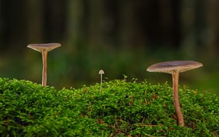 Картинка грибы, мох, природа, лес, микология, фотография, растительность