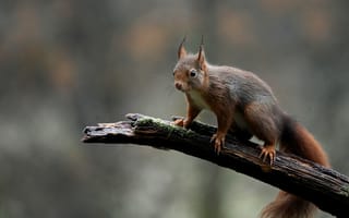 Картинка белка, природа, животные, лес, ветка, дикая природа, фотография