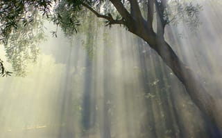 Картинка природа, дерево, свет, туман, пейзаж, освещение, мир