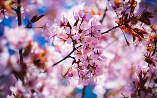 Картинка цветы, вишня, природа, весна, пейзаж, розовый, дерево