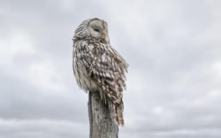 Картинка сова, птица, природа, облака, зима, фотография, животные