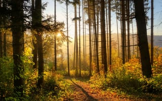 Картинка лес, природа, осень, солнце, пейзаж, деревья, тропа