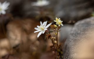 Картинка цветы, природа, белые, растения, камни, весна, красота