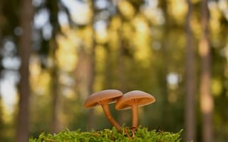 Картинка грибы, лес, природа, мох, осень, фотография, пейзаж