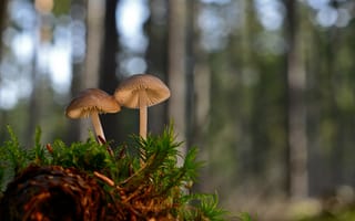 Картинка грибы, лес, природа, мох, фотография, обои, растения