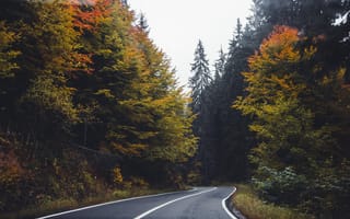 Картинка дорога, осень, лес, природа, пейзаж, деревья, мгла, путешествие, красота, пейзажный