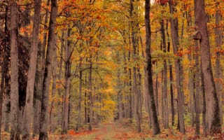 Картинка лес, осень, природа, деревья, пейзаж, пешеходная тропа, цвета, тихое место