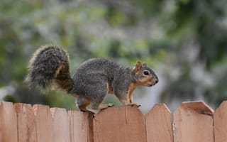 Картинка белка, природа, животные, лес, дерево, забор, пейзаж