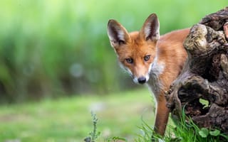Картинка лисица, природа, животные, лес, дикие животные, фото, обои