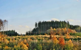 Картинка лес, осень, природа, пейзаж, деревья, цвета, небо