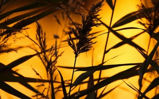 Картинка природа, закат, травы, силуэт, освещение, пейзаж, фото