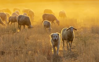 Картинка овцы, собака, пейзаж, пастбище, закат, природа, животные