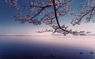 Картинка цветы, природа, вода, пейзаж, восток, весна, дерево