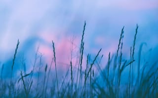 Картинка трава, пейзаж, небо, природа, закат, мягкий свет, фон