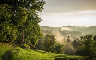 Картинка природа, лес, утро, туман, пейзаж, деревья, зелень, горы
