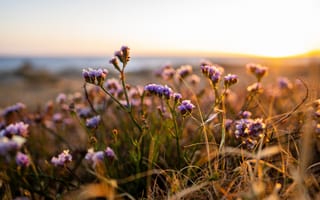 Картинка цветы, закат, природа, пейзаж, лето, красота, фото