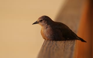 Картинка птица, природа, фото, обои, животные, декор, пейзаж