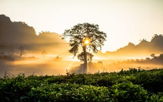 Картинка природа, закат, дерево, горы, туман, пейзаж, свет