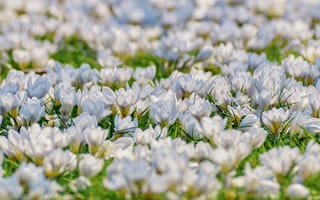 Картинка цветы, крокусы, природа, белый, весна, пейзаж, зелень