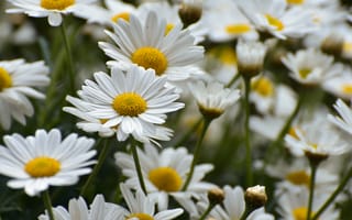 Картинка ромашки, цветы, природа, лето, сад, белый, желтый