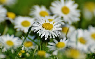 Картинка цветы, ромашки, природа, лето, зелень, пейзаж, красота