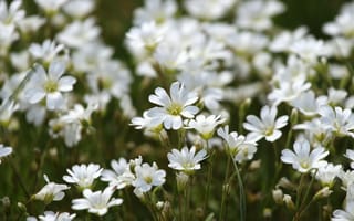 Картинка цветы, природа, белые, лето, пейзаж, зелень, красота