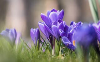 Картинка цветы, крокусы, природа, весна, фиолетовый, трава, пейзаж