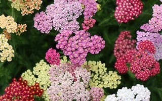 Картинка цветы, природа, яркие, сад, растения, красота, флора
