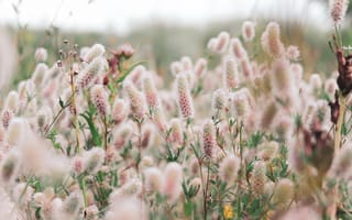 Картинка цветы, природа, пейзаж, лето, растения, красота, флора
