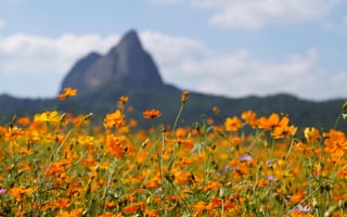 Картинка цветы, пейзаж, природа, горы, лето, красота, поле