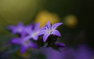 Картинка цветы, фиолетовый, природа, макро, красота, растения, фото