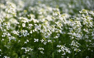 Картинка цветы, природа, белые, поля, лето, зелень, красота
