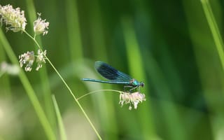 Картинка стрекоза, природа, цветы, зелень, макро, насекомые, лето