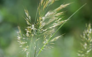 Картинка трава, природа, зелень, растения, лето, фото, обои