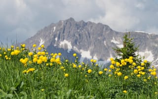 Картинка горы, цветы, природа, пейзаж, лето, зелень, снег
