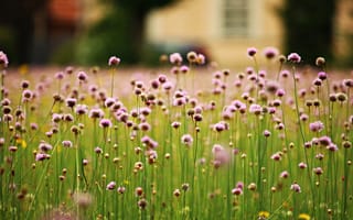 Картинка цветы, поляна, природа, зелень, лето, пейзаж, красота