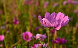 Картинка цветы, природа, пейзаж, розовый, лето, красота, фото