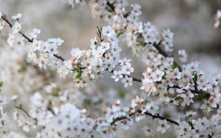 Картинка цветы, вишня, природа, весна, белый, красота, пейзаж